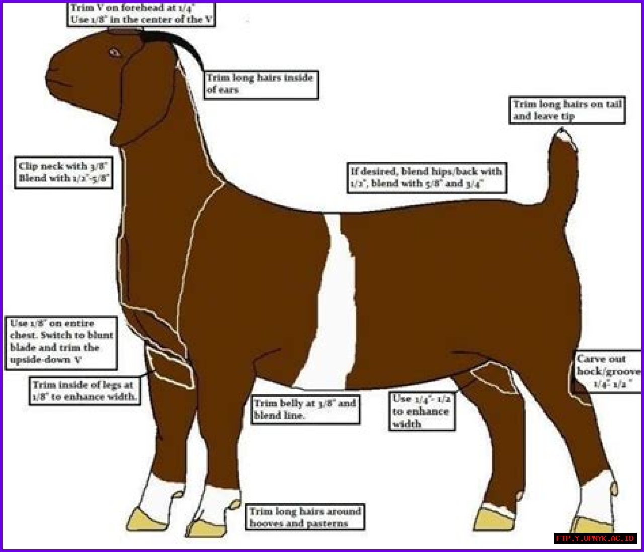 The Ultimate Guide To Goat Ears: Anatomy, Health, And More