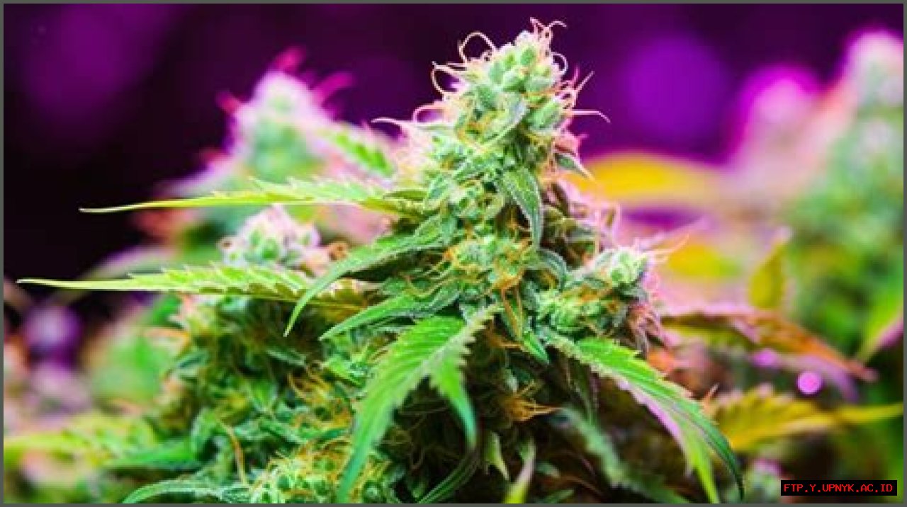 The Ultimate Guide To Malibu Sunset Strain: Effects, Benefits, And More