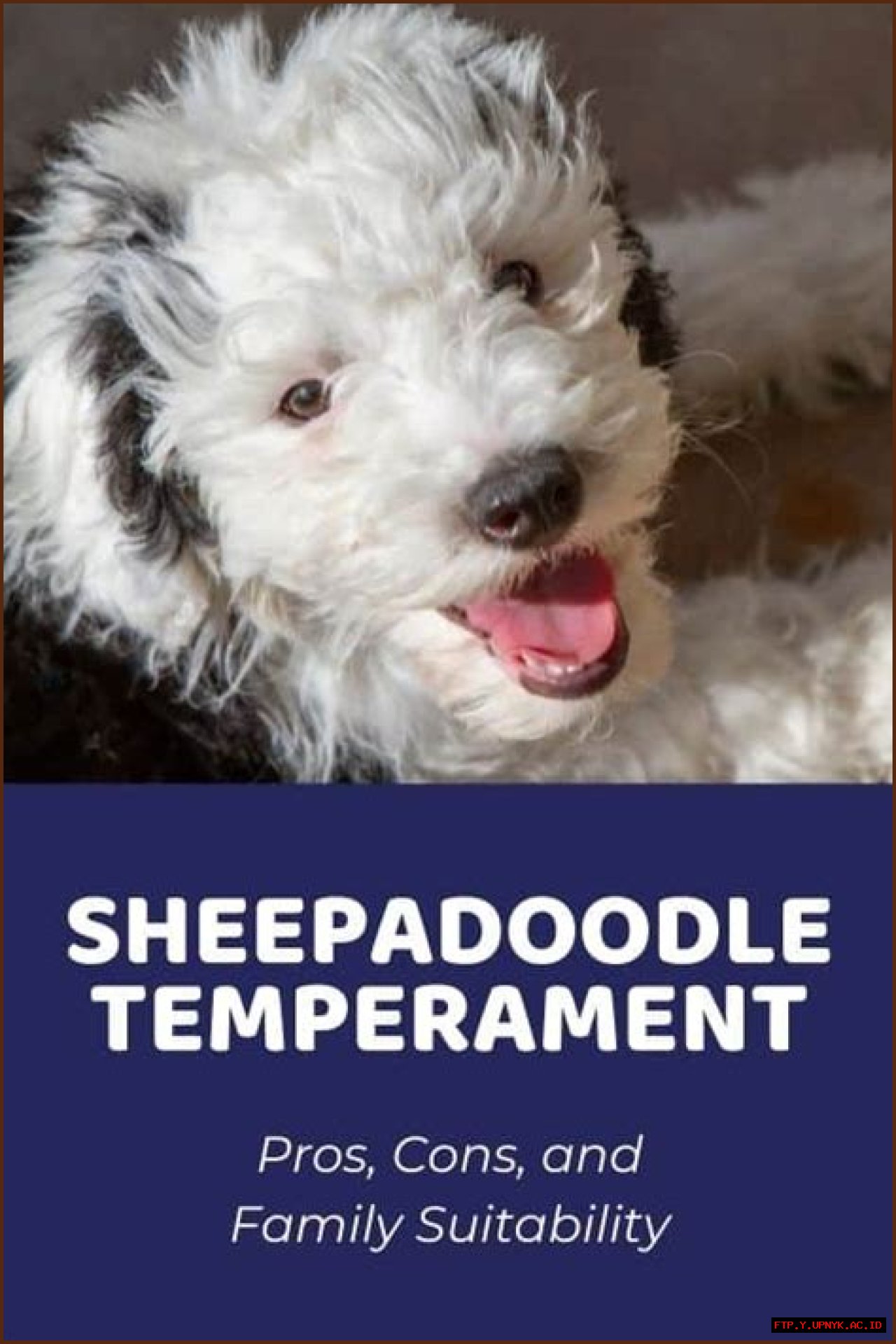 The Ultimate Guide To Sheepadoodle Temperament And Personality Traits