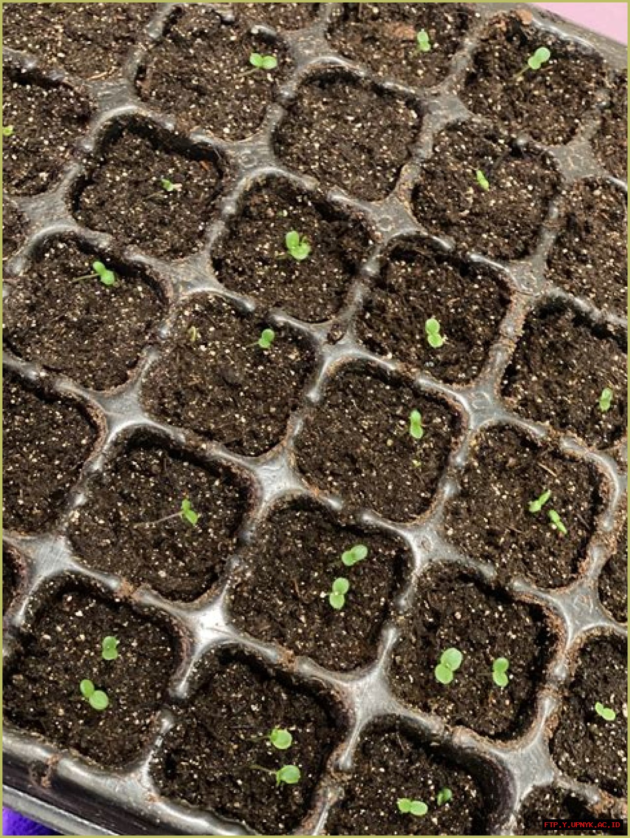 The Ultimate Guide To Successful Pansy Germination: A Comprehensive Handbook