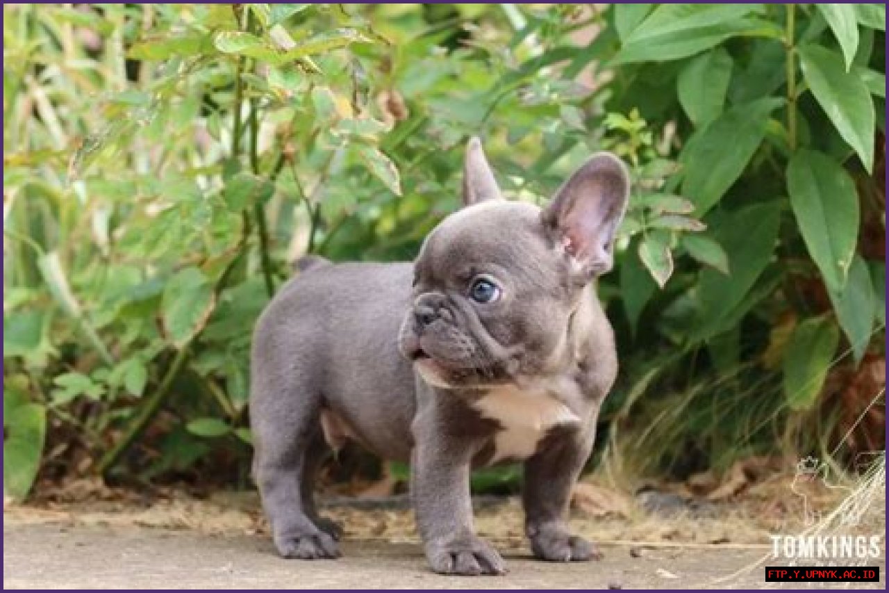 The Ultimate Guide To The Adorable Mini Frenchie