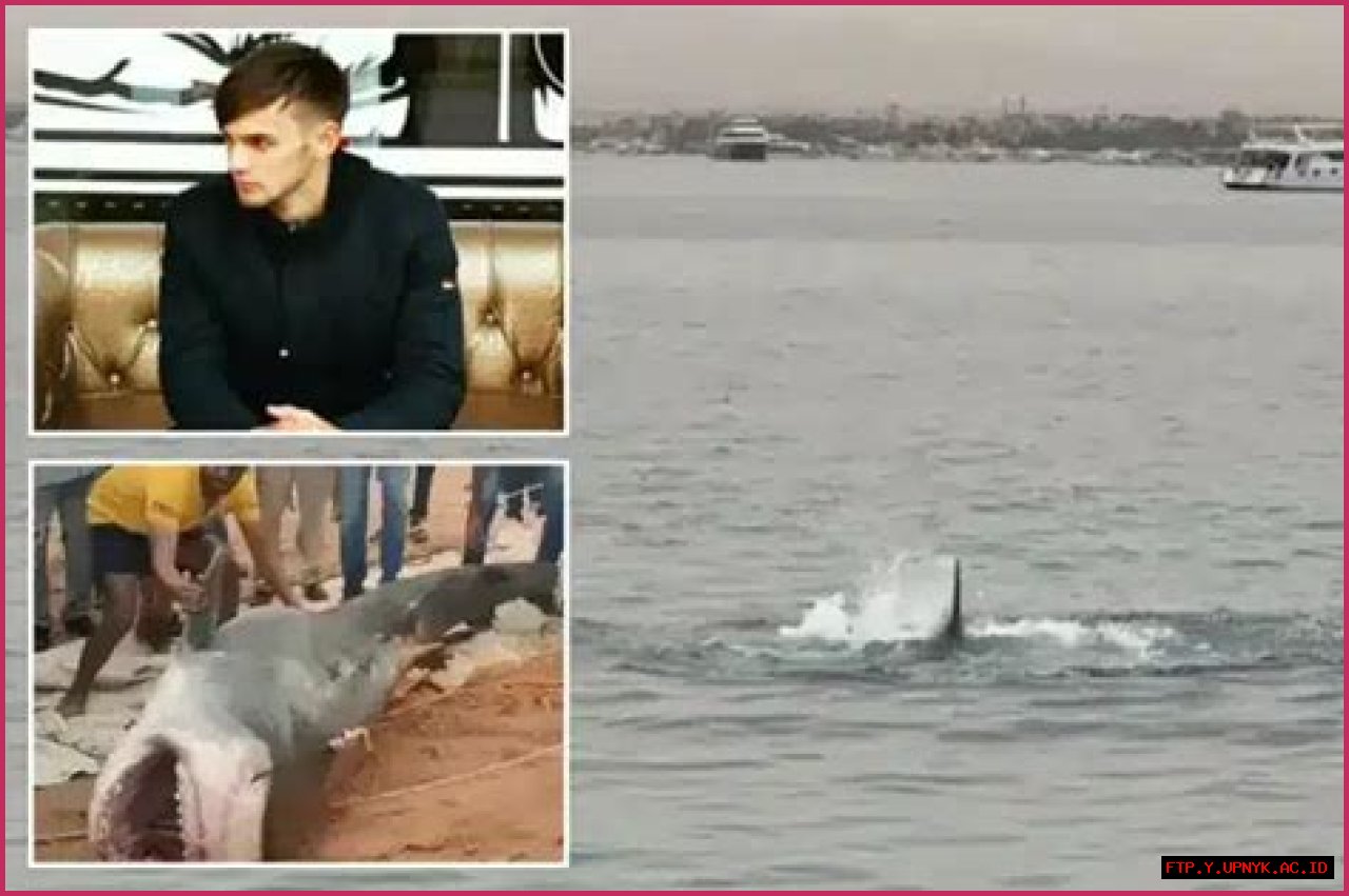 The Ultimate Guide To The Mysterious Popov Shark: Uncovering Its Secrets