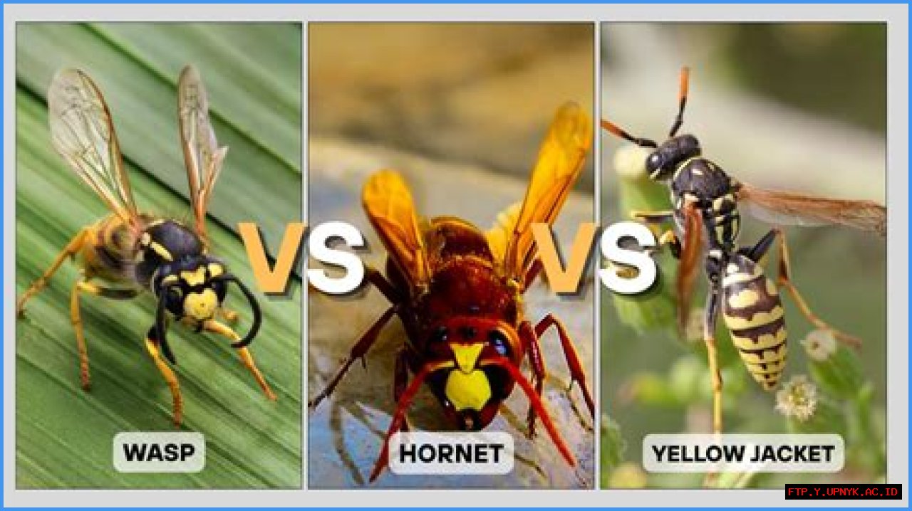 The Ultimate Guide To Yellow Jackets: Controlling And Preventing Nuisances