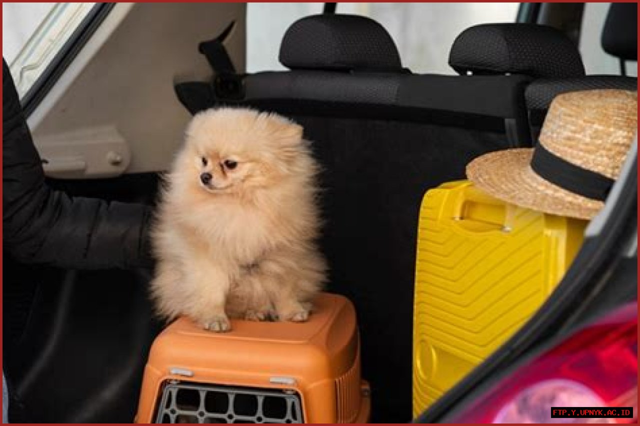 The Ultimate Pet Rat Car: A Guide To Transporting Your Furry Friends