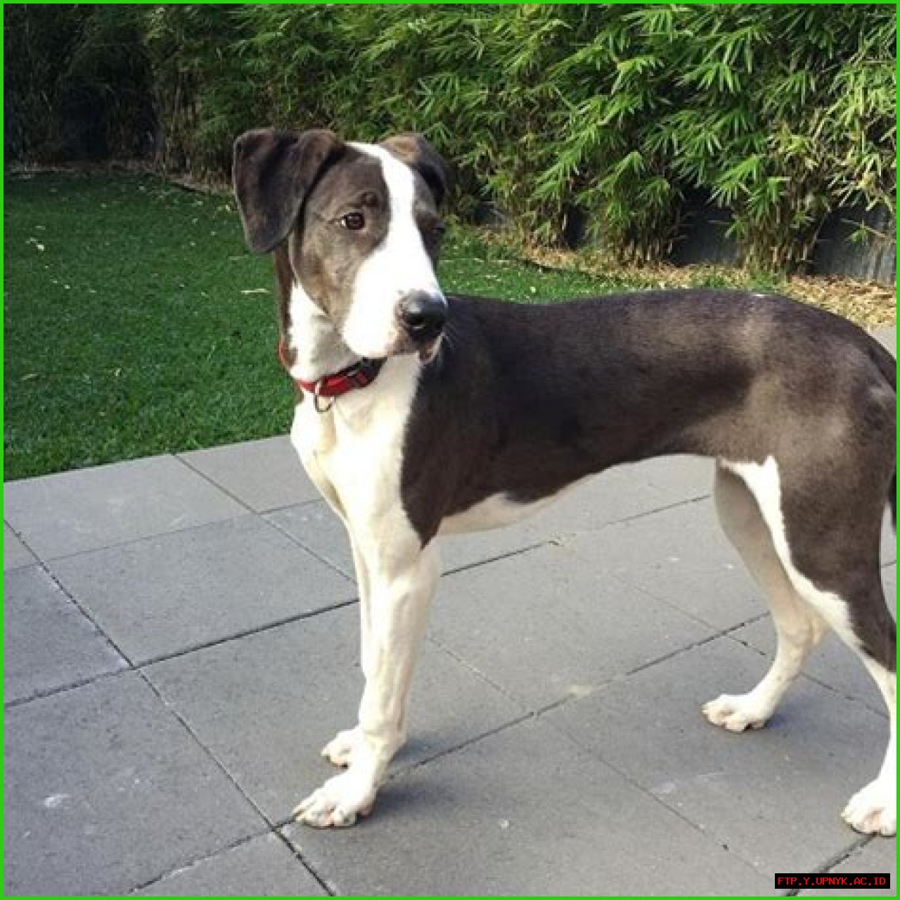 The Whippet Great Dane Mix: A Unique Blend Of Speed And Size