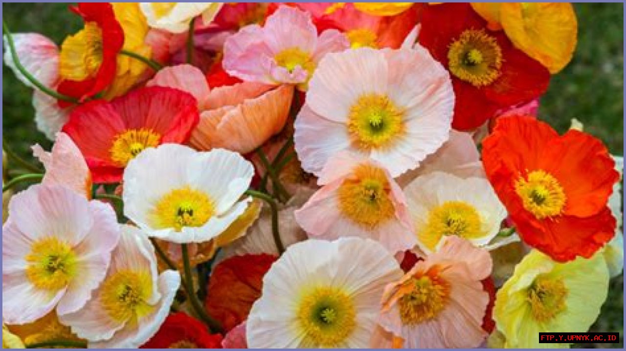 Top Picks: Who Exactly Is Poppy's Other Half?