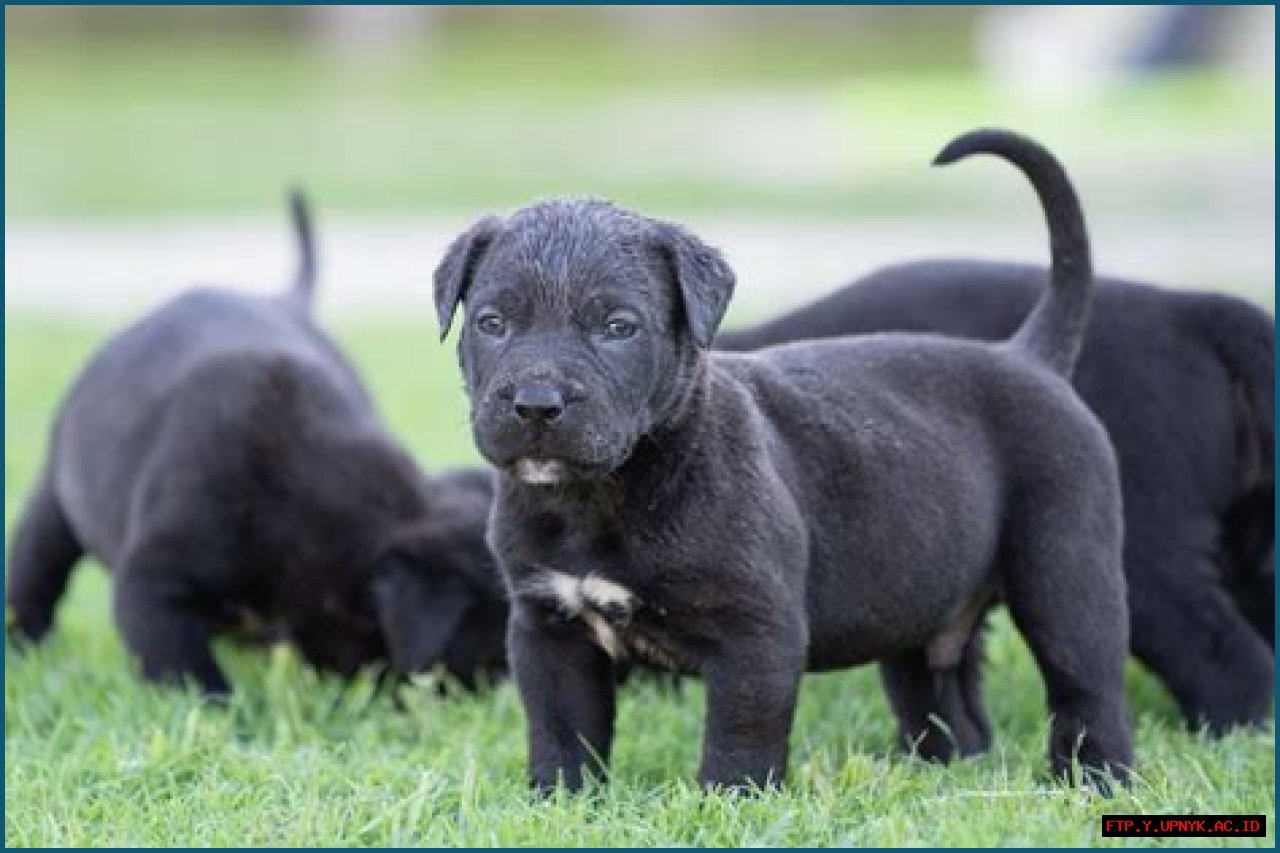 Top-Quality Canada Presa Puppies For Sale | Guaranteed Lineage