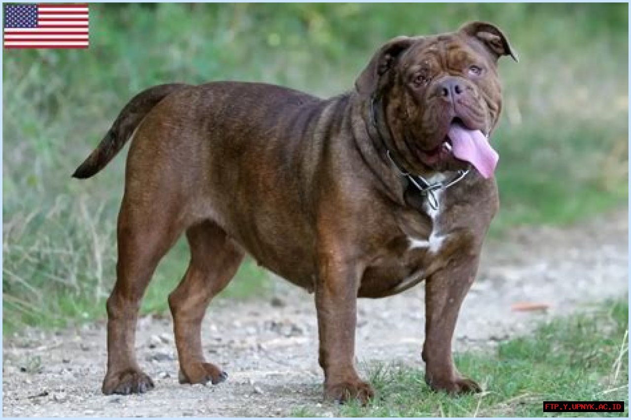 Trustworthy English Bulldog Breeders In Oregon For The Perfect Companion