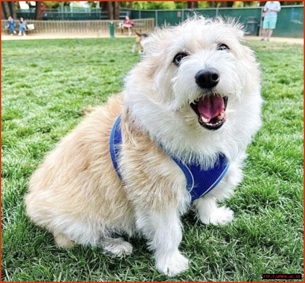Undeniably Adorable Corgidoodles: The Perfect Companion