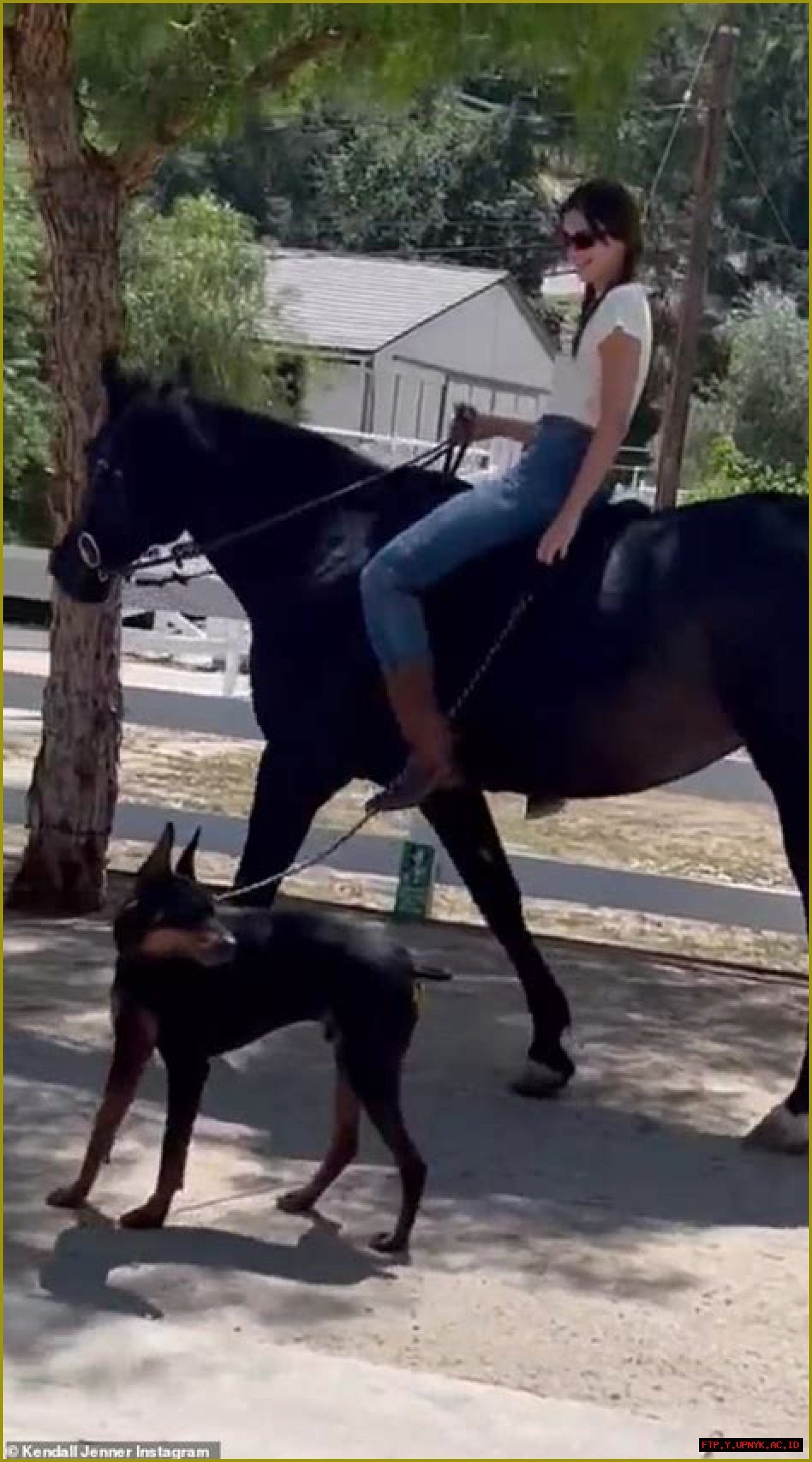 Unleash The Secrets Of Kendall Jenner's Doberman: Discoveries And Insights