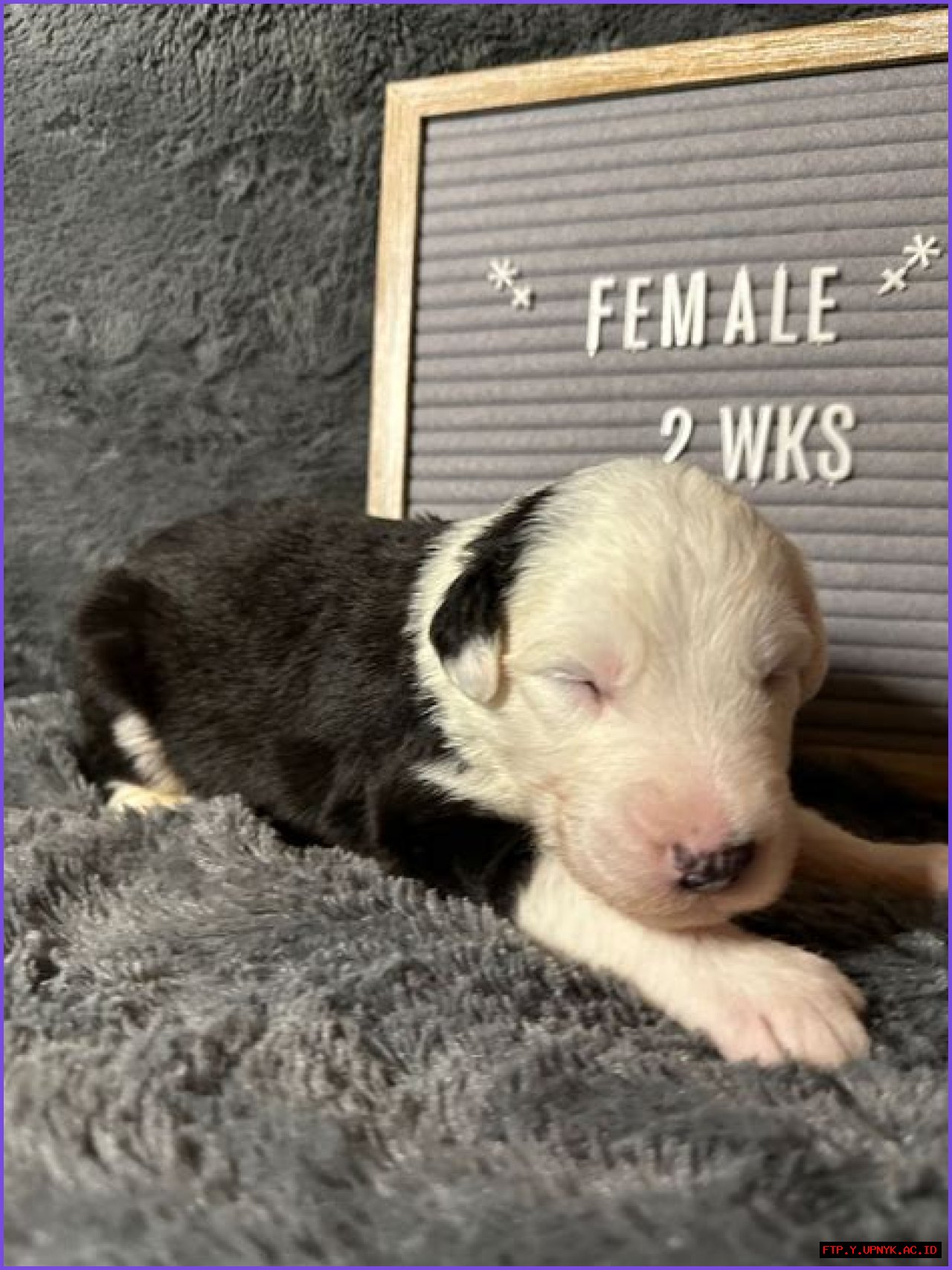 Unleash Your Canine At Canine Castle Michigan - A Dog's Paradise