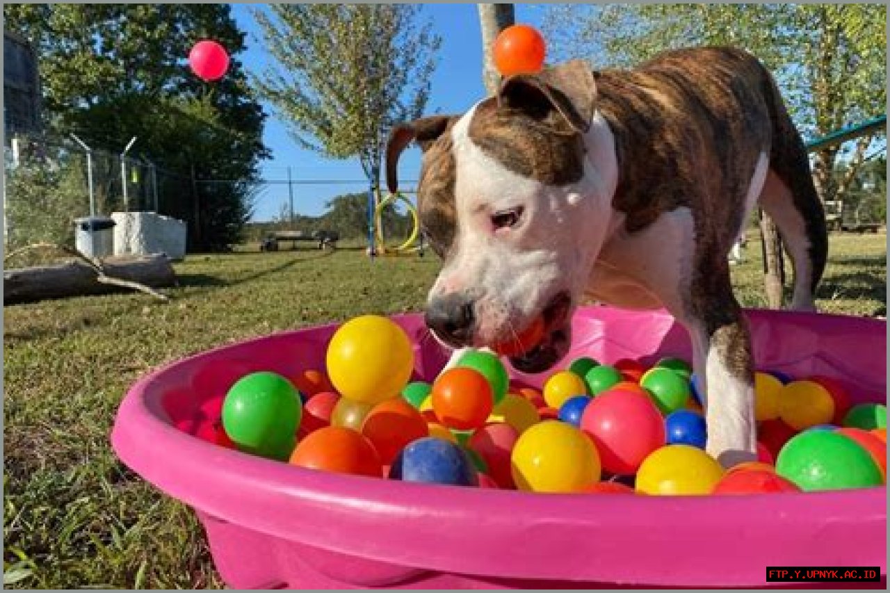 Unleash Your Dog's Inner Joy: Ultimate Dog Ball Pit Experience
