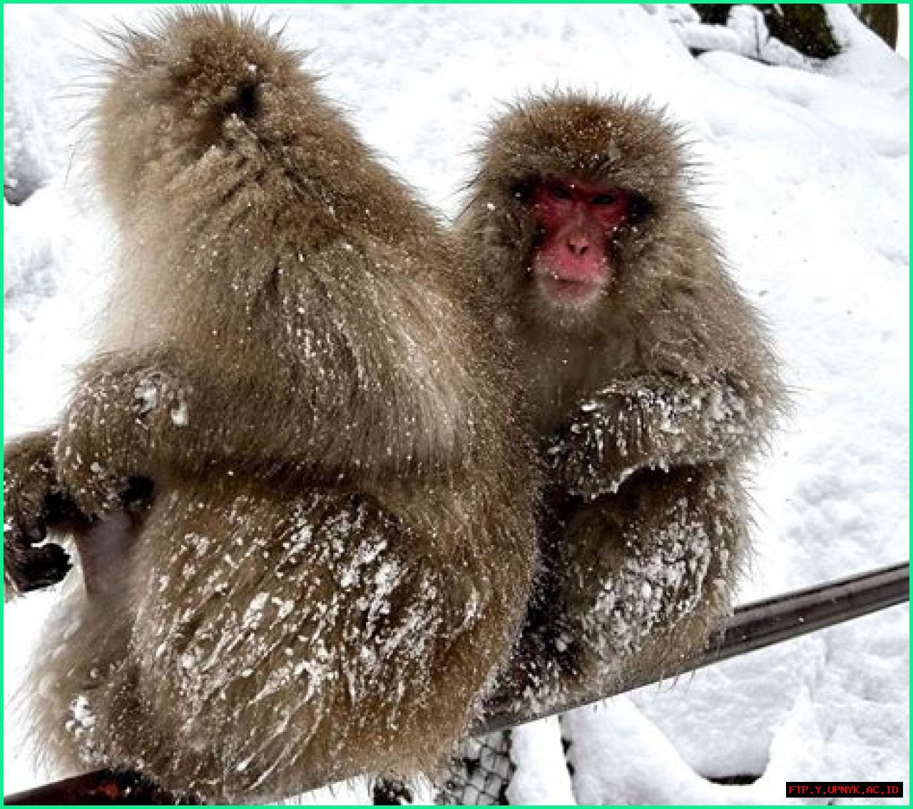 Unraveling The Mystery: Did Arctic Monkeys Break Up?