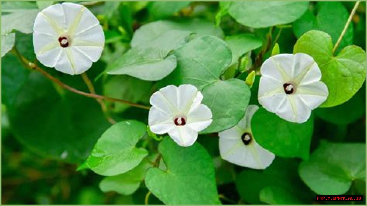 Unveiling Jazminetan's Age: A Comprehensive Guide