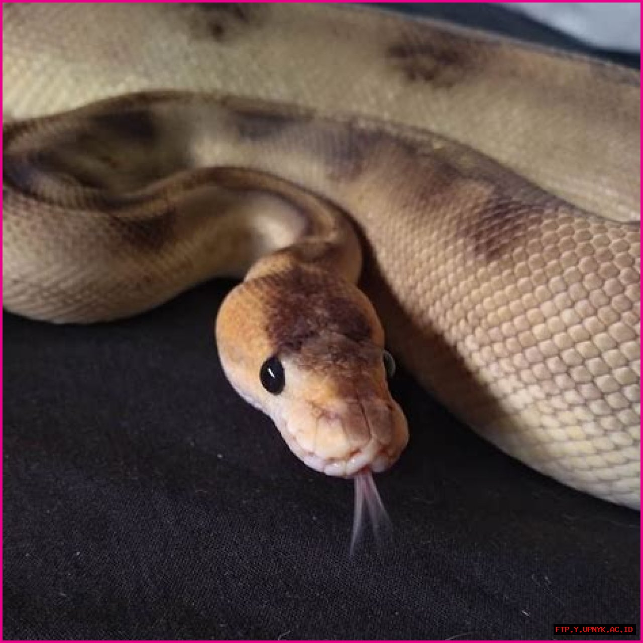 Unveiling The Genius Behind Python's Success: Colin Makiwara