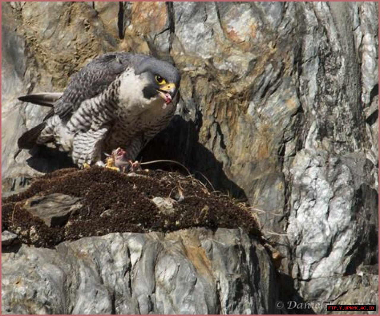 Unveiling The Lightning Speed: The Swiftest Creatures On Earth