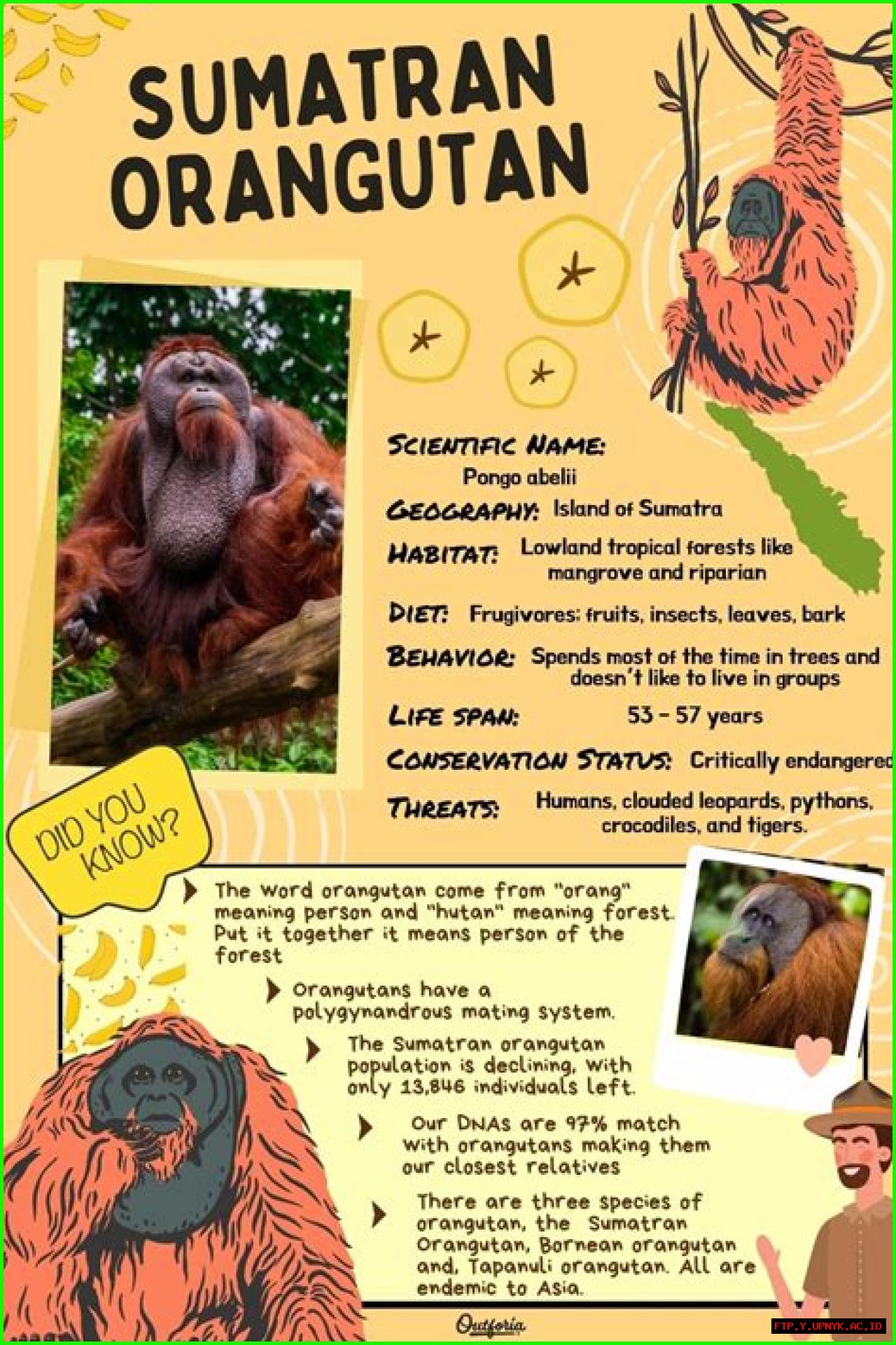 Unveiling The Marvelous Peanut Orangutan: A Comprehensive Guide