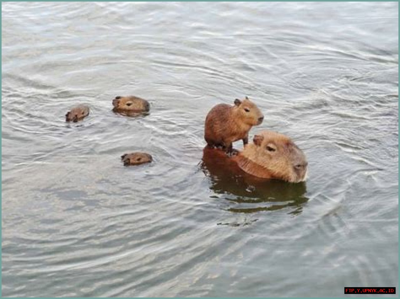 Watch Capybaras Live: Your Ultimate Capybara Cam Experience