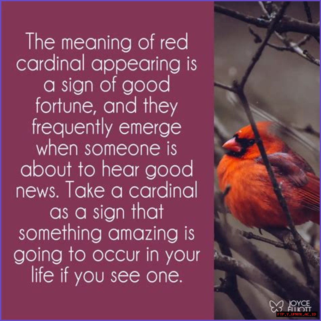 What It Means Spiritually When You See A Red Bird
