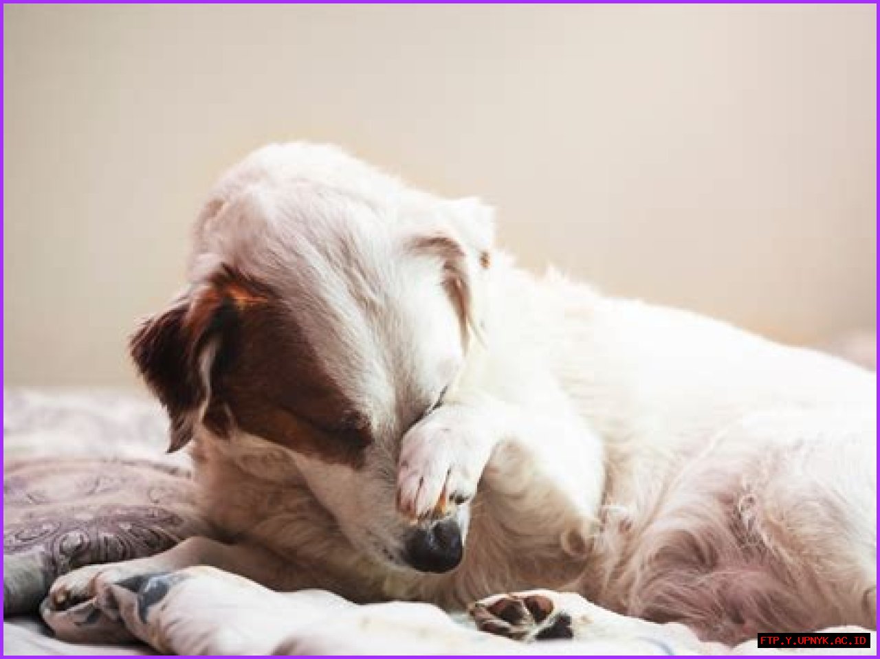 Why Does My Dog Smell Unbearably Like Fritos: An Odorous Mystery Unraveled