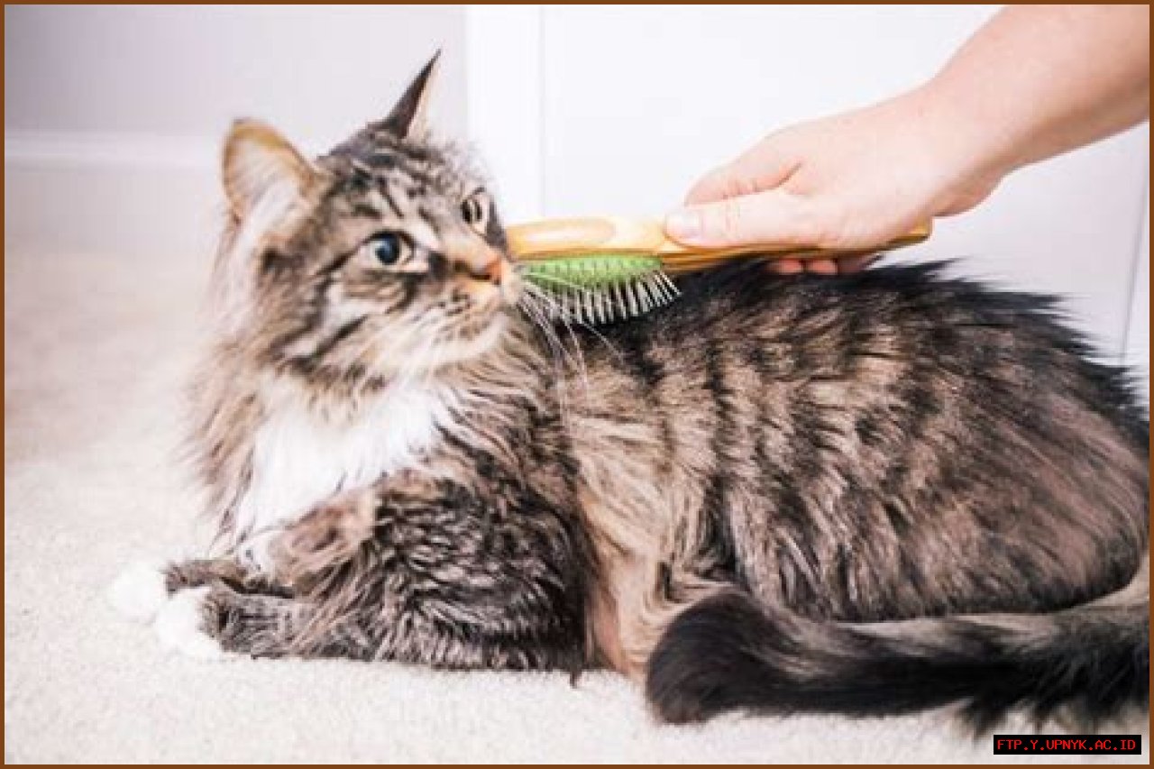 Why Your Cat Hates Being Brushed: The Ultimate Guide To Feline Grooming Woes