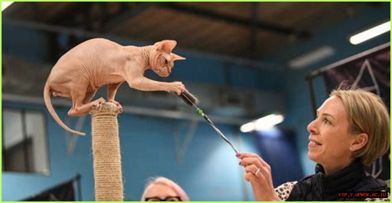 Your Ultimate Guide To The Malibu Cat Extravaganza